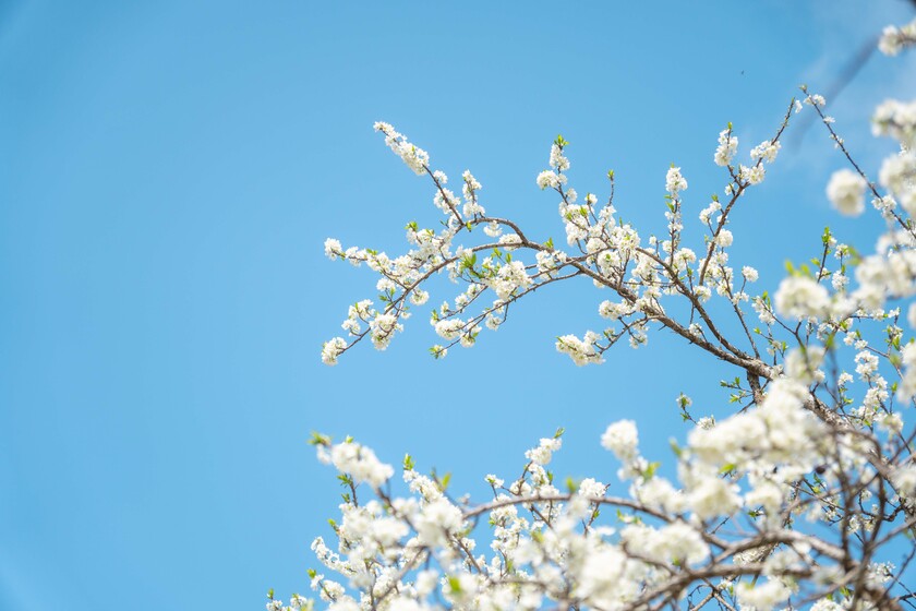 Trên nền trời xanh, những bông hoa trắng tinh như những cục bông gòn.
