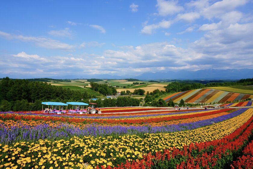 Hokkaido gây ấn tượng với những cánh đồng hoa đầy màu sắc vào mùa hè.