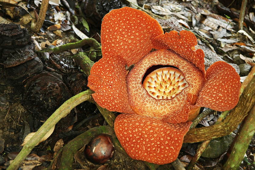 Hoa Rafflesia là loài hoa lớn nhất thế giới thu hút du khách đến chiêm ngưỡng khi du lịch tại Malaysia