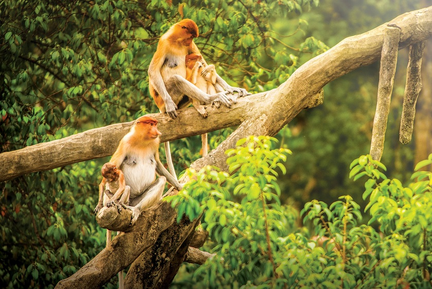 Loài khỉ mũi dài (khỉ vòi) đặc trưng của bang Sabah