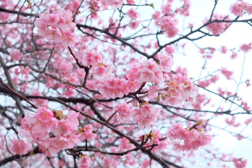 Choáng ngợp trước vẻ đẹp của rừng hoa anh đào nở sớm ở Nhật Bản