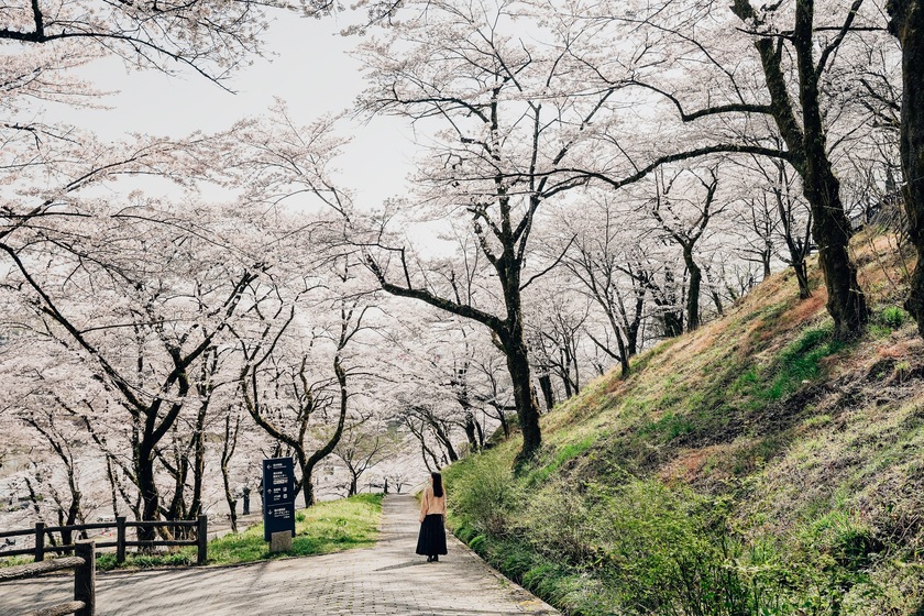 Mùa hoa anh đào nở rộ tại Nhật Bản thường bắt đầu từ cuối tháng 2 đến đầu tháng 5, tùy vào từng khu vực.