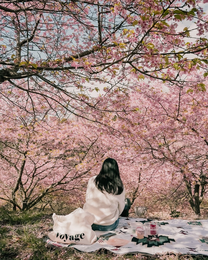 Mùa hoa anh đào nở rộ tại Nhật Bản là một trong những thời điểm đẹp nhất để du lịch và khám phá đất nước này.