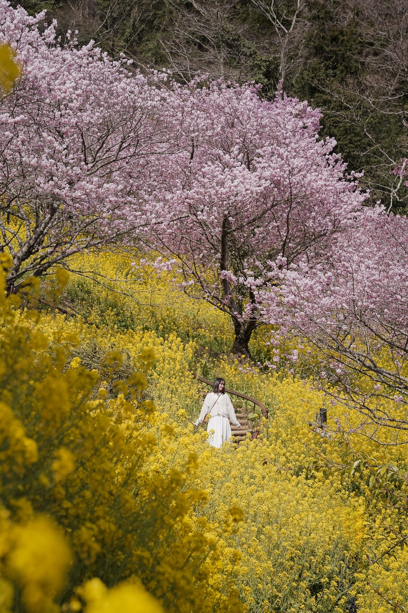 “Thiên đường hoa anh đào” với hàng ngàn cây hoa Kawazu zakura nở rộ rực rỡ từ đầu tháng 2.