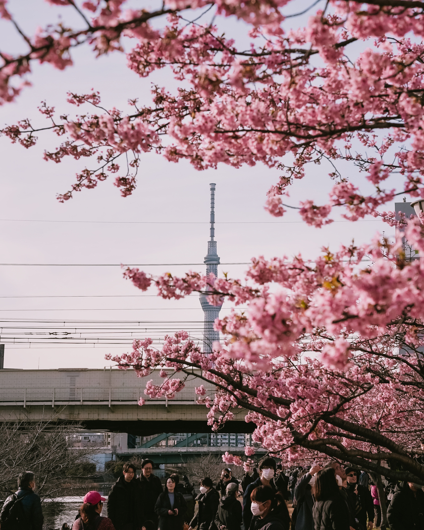 Vào mùa xuân, dù bận rộn với công việc, người Nhật cũng cố gắng dành thời gian để ngắm hoa anh đào.