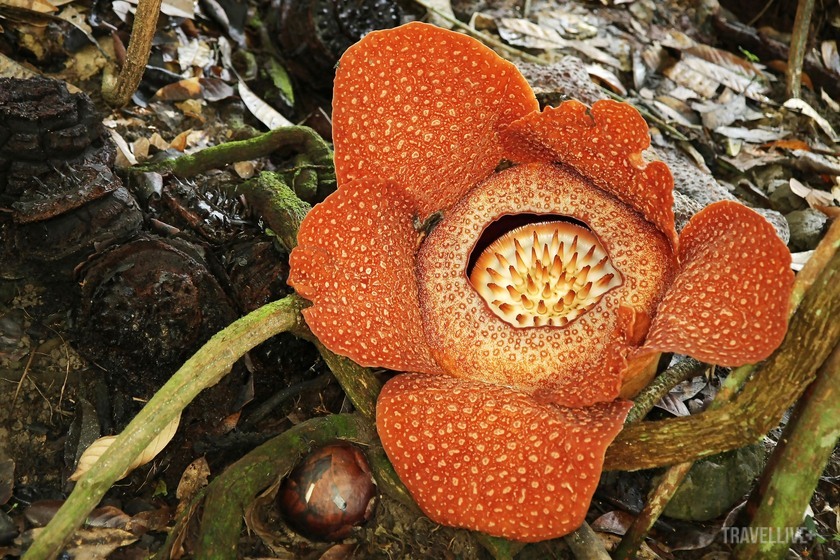 Được mệnh danh là loài hoa lớn nhất thế giới với đường kính hoa thông thường từ 80cm đến 1,2m, Rafflesia đang đối mặt với nguy cơ tuyệt chủng nghiêm trọng