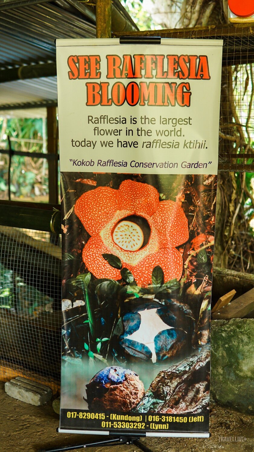 Để tận mắt chứng kiến loài hoa lớn nhất thế giới từ phía bang Sabah, Maylaysia, khách có thể đến các vườn bảo tồn tư nhân Kokob Rafflesia