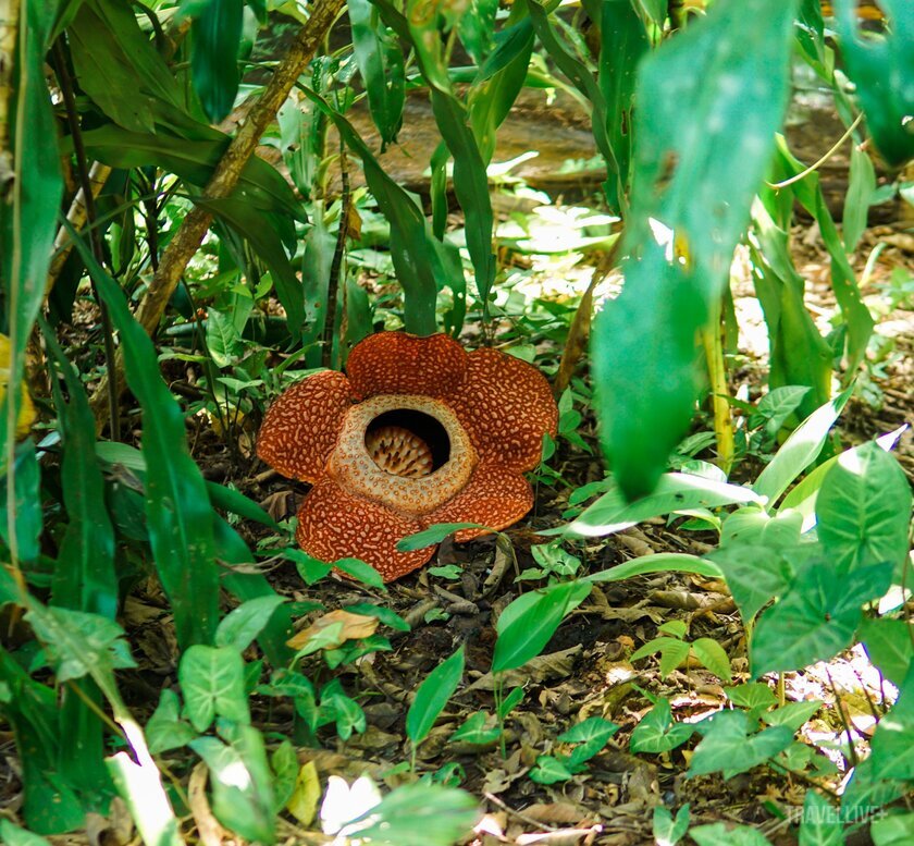 Rafflesia thực tế là một loài nấm, thường ký sinh trên thân cây, điều kiện sống của hoa khá đặc thù là chỉ mọc ở nơi ẩm ướt, có các bụi trúc và cây dây leo