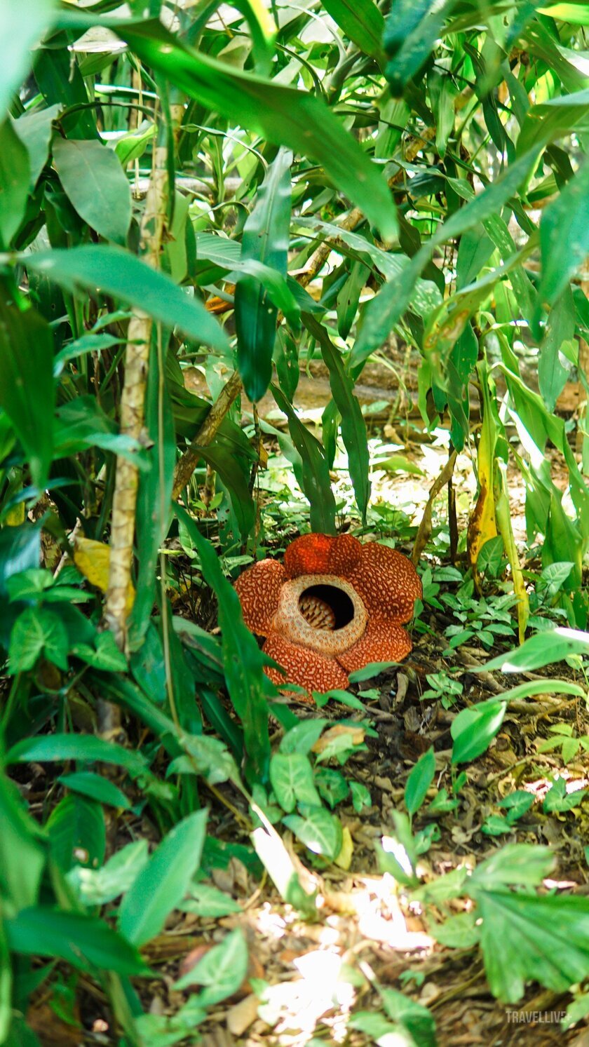 Hoa khổng lồ có đốm màu đỏ mọc lên một cách khó đoán, khiến chúng là sản phẩm du lịch khó bỏ qua của nhiều du khách quốc tế khi đến Malaysia