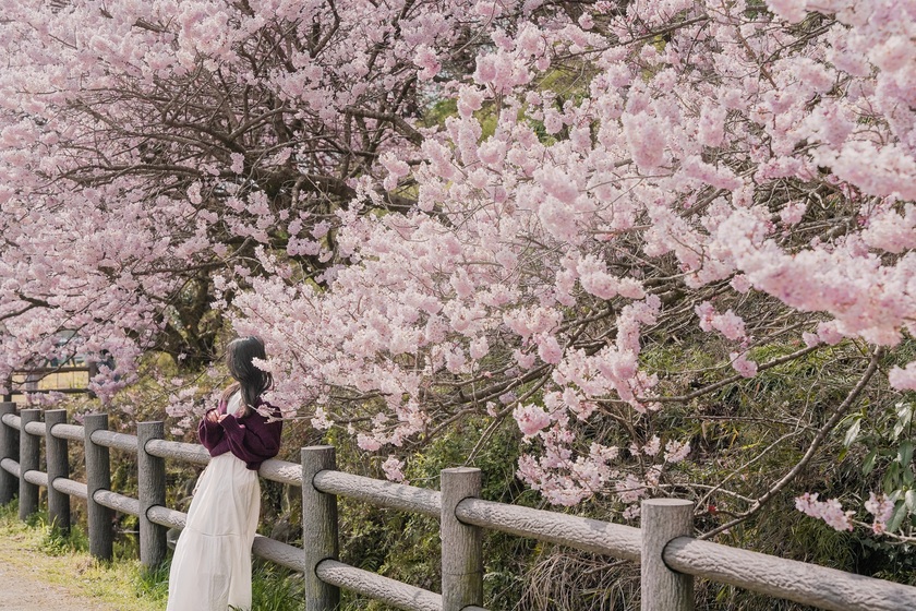 Mùa xuân Nhật Bản luôn được du khách mong chờ bởi khung cảnh rực rỡ của hoa anh đào.