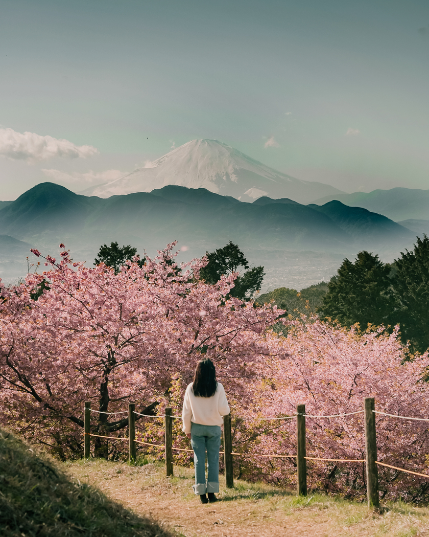 Mỗi năm, từ giữa tháng 2 đến cuối tháng 4, khung cảnh đất nước Nhật Bản lại được tô điểm bởi sắc hồng rực rỡ của hoa anh đào
