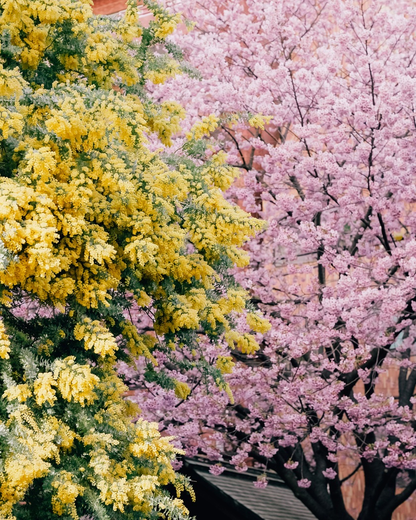 Khá nhiều du khách đến Nhật từ cuối tháng 3 thất vọng vì không được ngắm hoa anh đào