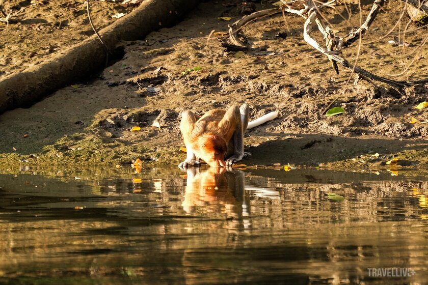 Khỉ đuôi dài đang uống nước và kiếm thức ăn dọc bờ sông