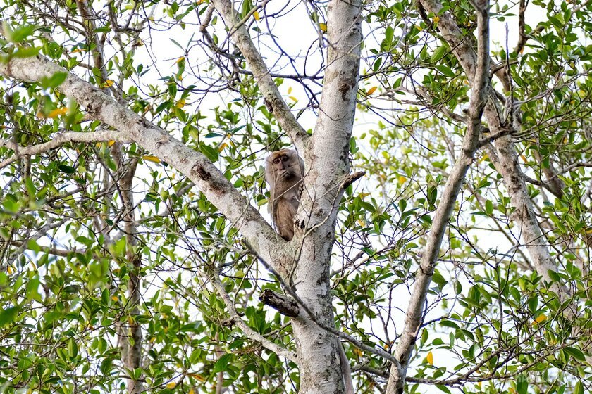 Trên dọc bờ sông Kawa Kawa, khỉ mũi dài và những loài thú khác sống tự nhiên ở cánh rừng ven sông đều không có sự tác động của con người