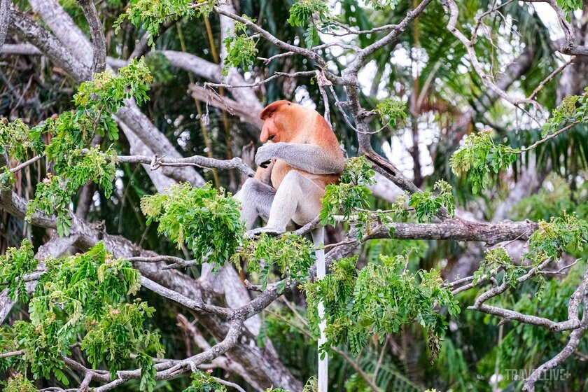 Khỉ mũi dài là loài khỉ lớn nhất trên đảo Borneo. Chúng có chiếc mũi dài nhất trong số tất cả các loài khỉ
