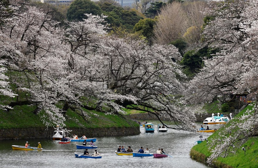 Du khách chèo thuyền ngắm hoa trên Chidorigafuchi - kênh dẫn nước cho lâu đài Edo nằm ở Tây Bắc Hoàng cung Nhật Bản