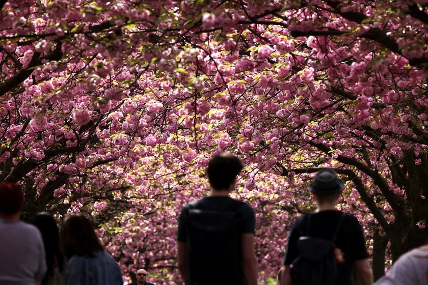 Người dân đi dạo gần cây hoa anh đào màu hồng gần Bornholmer Strasse ở Berlin, Đức
