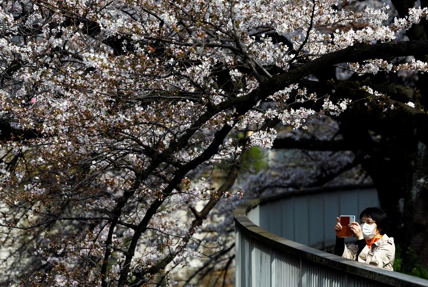 Người phụ nữ chụp ảnh trên điện thoại thông minh dưới tán hoa anh đào nở rộ ở Tokyo, Nhật Bản