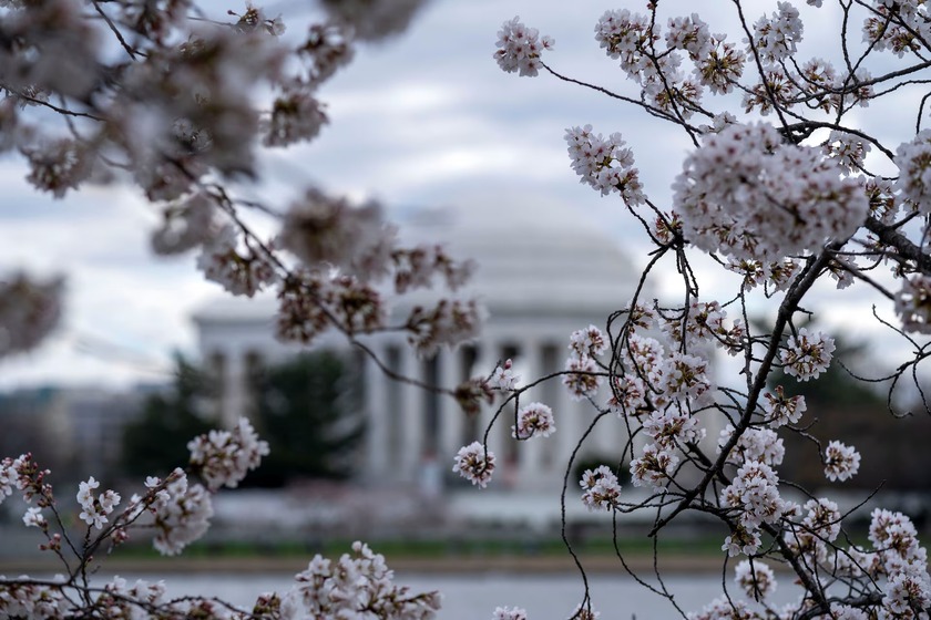 Đài tưởng niệm Thomas Jefferson được nhìn thấy qua những bông hoa anh đào dọc theo Tidal Basin ở Washington