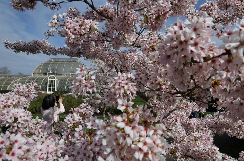 Ngắm hoa anh đào tại sự kiện “Âm thanh của hoa” diễn ra ở Kew Gardens tại Thủ đô London, Anh