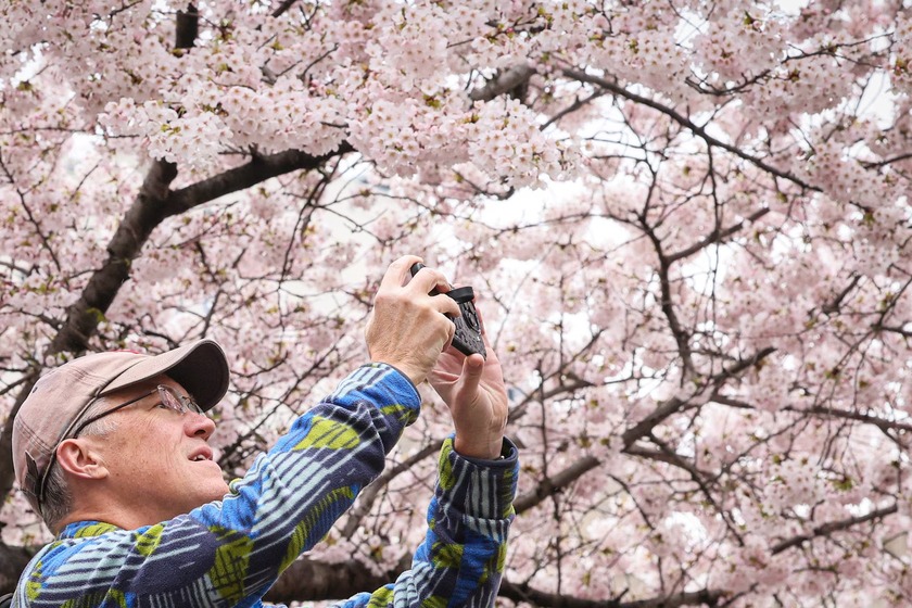 Người đàn ông chụp ảnh hoa anh đào nở rộ ở Vườn bách thảo Brooklyn tại thành phố New York, Mỹ
