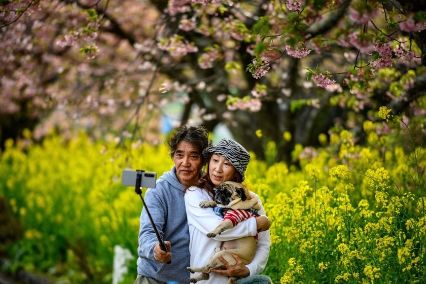 Một cặp vợ chồng và chú chó của họ chụp ảnh dưới gốc cây hoa anh đào Kawazu ở tỉnh Shizuoka, Nhật Bản