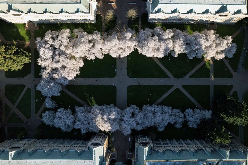 Hàng cây anh đào được trồng sát bung sắc hoa rực rỡ tạo nên cảnh sắc ấn tượng trong bức ảnh chụp từ trên cao ở The Quad trong khuôn viên Trường Đại học Washington tại thành phố Seattle, bang Washington, Mỹ
