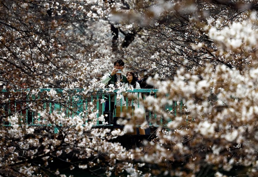 Một người đàn ông chụp ảnh hoa anh đào nở bằng điện thoại thông minh trên một cây cầu ở Thủ đô Tokyo, Nhật Bản hôm 2/4. Vào mùa hoa anh đào tại Nhật Bản, lễ hội hoa anh đào có tên gọi là hanami sẽ diễn ra trên khắp đất nước với các hoạt động như: tổ chức dã ngoại, tiệc tùng, thưởng thức rượu sake và ngắm hoa...