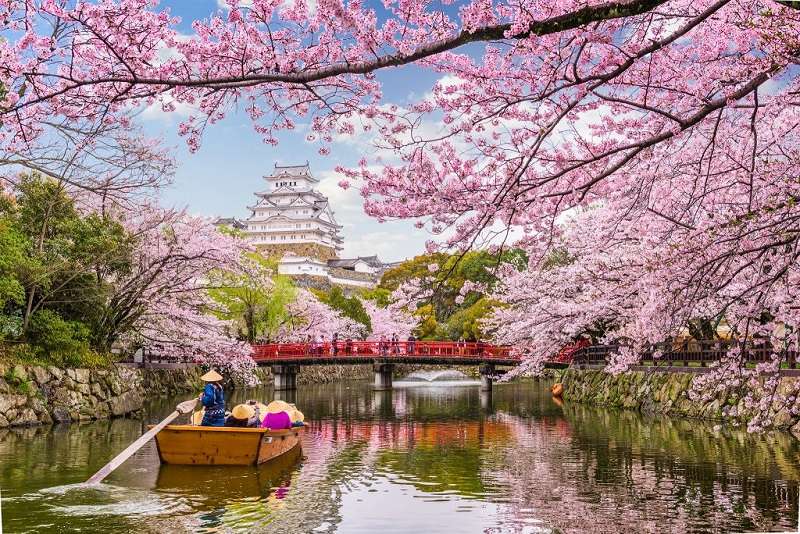 Mùa hoa anh Đào Nhật Bản thu hút nhiều du khách đến thưởng thức
