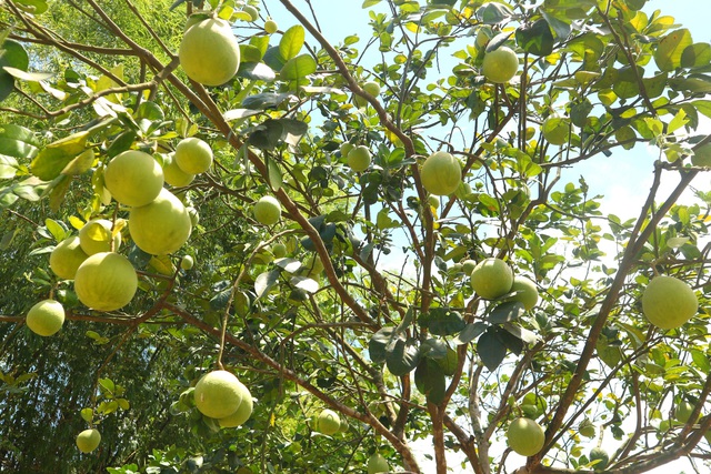 Ngôi làng được ví là “vựa trái cây Nam bộ” ở Quảng Nam
