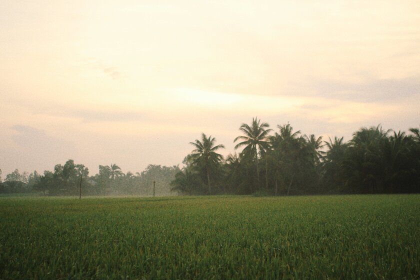 Bên cạnh những vườn dừa đặc trưng, Ba Tri còn giữ được ruộng lúa bạt ngàn, vào mùa gặt, nhiều cánh đồng chuyển màu vàng ươm tạo nên bức tranh thiên nhiên đa sắc màu.