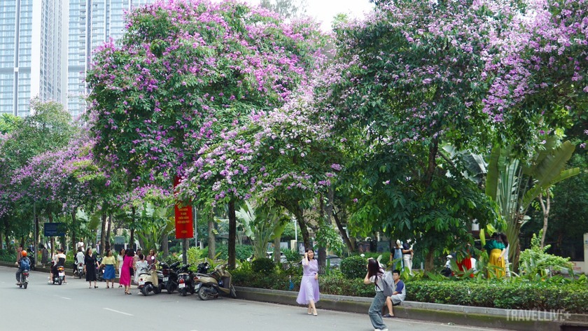 Phố Kim Mã được xem là một trong những con phố nở rộ hoa bằng lăng nhiều nhất ở Thủ đô và thu hút đông đảo du khách đến chụp ảnh
