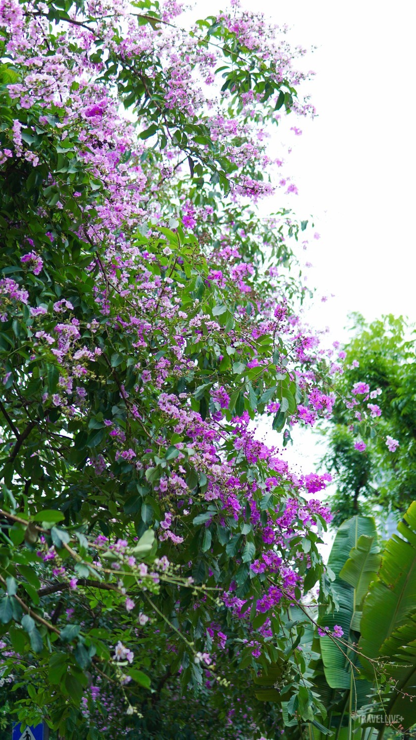 Hình ảnh những tán cây bằng lăng vươn cao, nở rộ từng chùm hoa tím biếc, tô điểm cho bức tranh mùa hạ thêm sức sống và lãng mạn