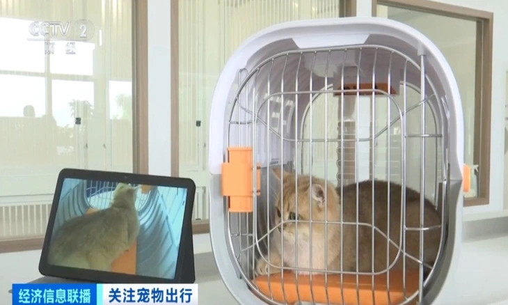 Phòng chờ cho thú cưng được triển khai nhằm đáp ứng nhu cầu vận chuyển và du lịch cùng thú cưng - Ảnh: CCTV