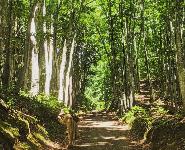 Bijin-bayashi Beauty Forest là rừng cây họ sồi trên 100 tuổi nằm trên những ngọn đồi cao
