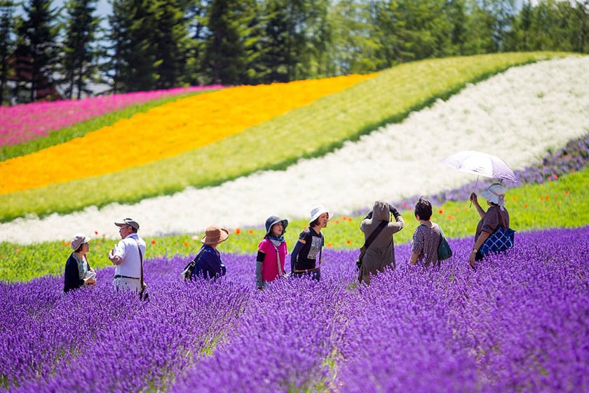 Cánh đồng hoa lavender tím đánh thức mọi giác quan ở Nhật Bản