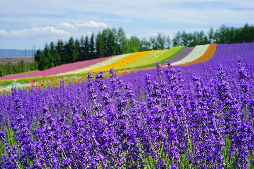 Lạc bước vào cánh đồng hoa oải hương khổng lồ ở Hokkaido