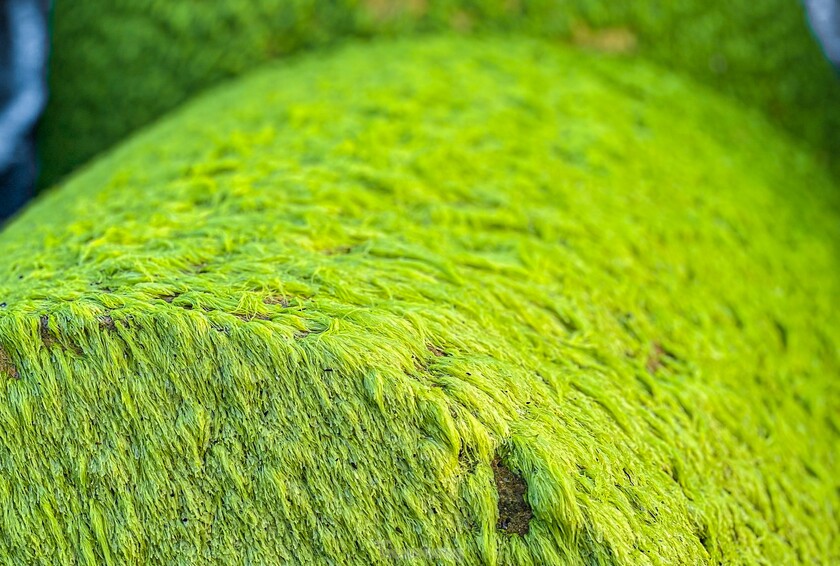 Bãi rêu xanh mướt là điểm nhấn cho bãi biển