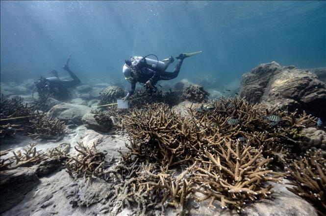 Đảo Pling của Thái Lan phải đóng cửa để bảo tồn san hô