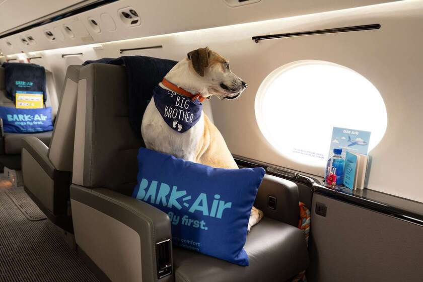 Dự án đầy tham vọng của Bark đánh dấu khởi đầu cho dịch vụ hàng không sang trọng, được thiết kế dành riêng cho người bạn thân nhất của con người