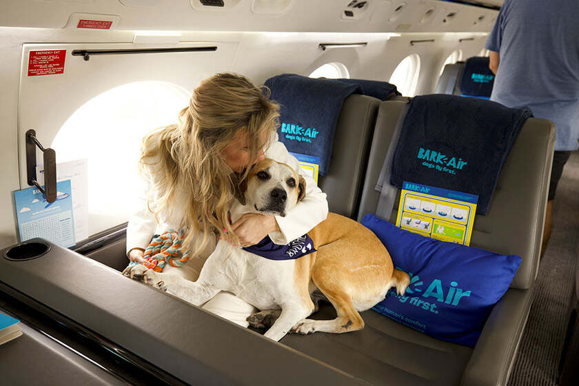 Một chú chó cũng có ghế riêng trên khoang hạng sang trên chiếc máy bay này