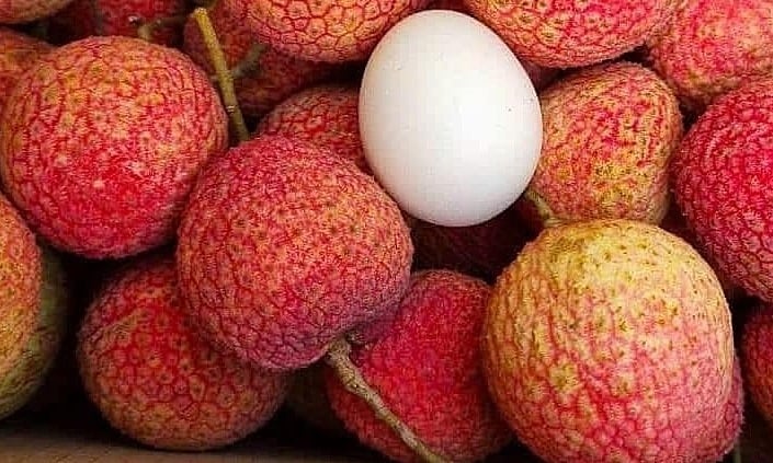 Người dân địa phương cho rằng vải trứng năm nay sẽ