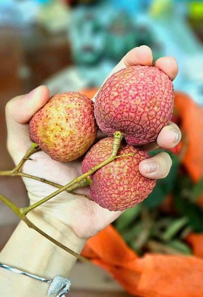 Vải trứng được bày bán khắp các chợ truyền thống, siêu thị hay các chợ online