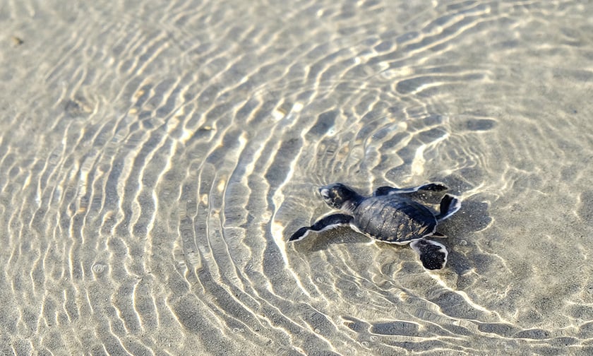 Việc xuất hiện bãi đẻ mới của rùa biển tại bãi biển là một tín hiệu tích cực