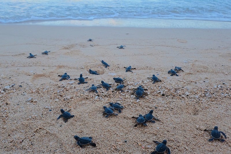 Tham quan bãi đẻ của rùa biển là một trong những hình thức du lịch sinh thái biển được tỉnh Bình Định đặc biệt quan tâm