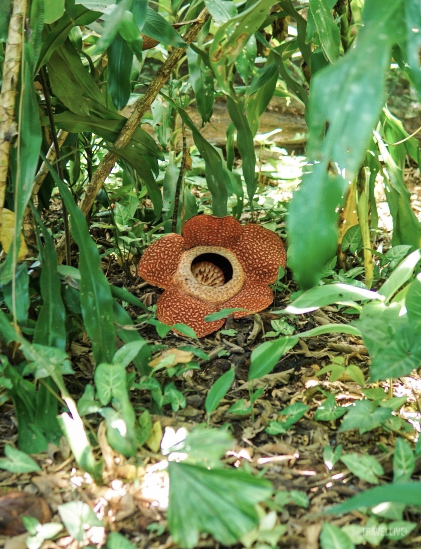 Hoa Rafflesia được biết đến là loa hoa xác chết lớn nhất thế giới có mặt tại  cao nguyên Ranau, Malaysia