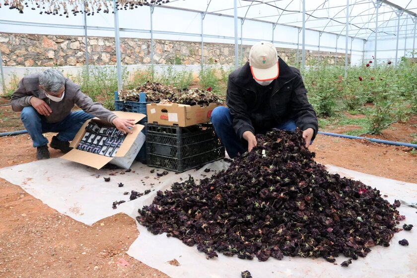 Hoa hồng Halfeti mang tính biểu tượng chỉ nở vào mùa xuân và mùa thu, Halfeti, Şanlıurfa, Thổ Nhĩ Kỳ. 