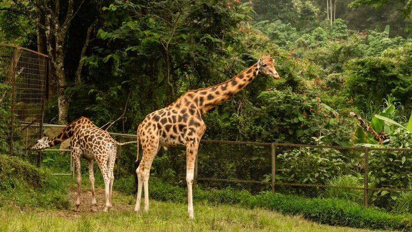 Công viên Taman Safari Indonesia nơi xảy ra vụ việc gây nhức nhối