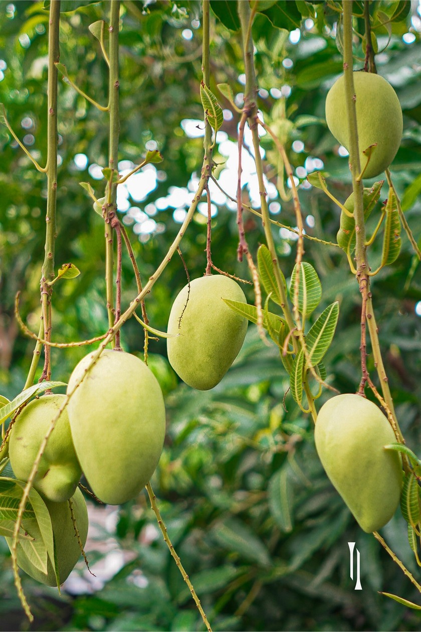 Từ loại trái cây yêu thích...