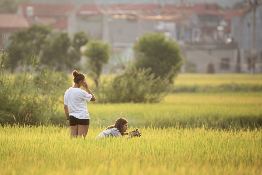 Ánh nắng mặt trời rực rỡ như rót mật xuống những bông lúa chín khiến cho chúng càng thêm óng ả và lung linh